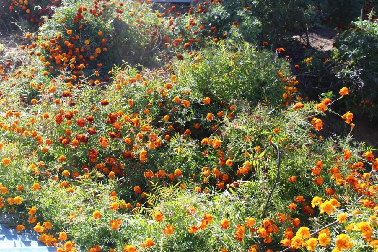 Entire 2 Bhk Nanda Devi Himalayan Homestay Ranikhet Ngoại thất bức ảnh