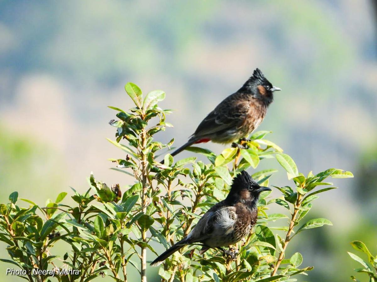 Entire 2 Bhk Nanda Devi Himalayan Homestay Ranikhet Ngoại thất bức ảnh