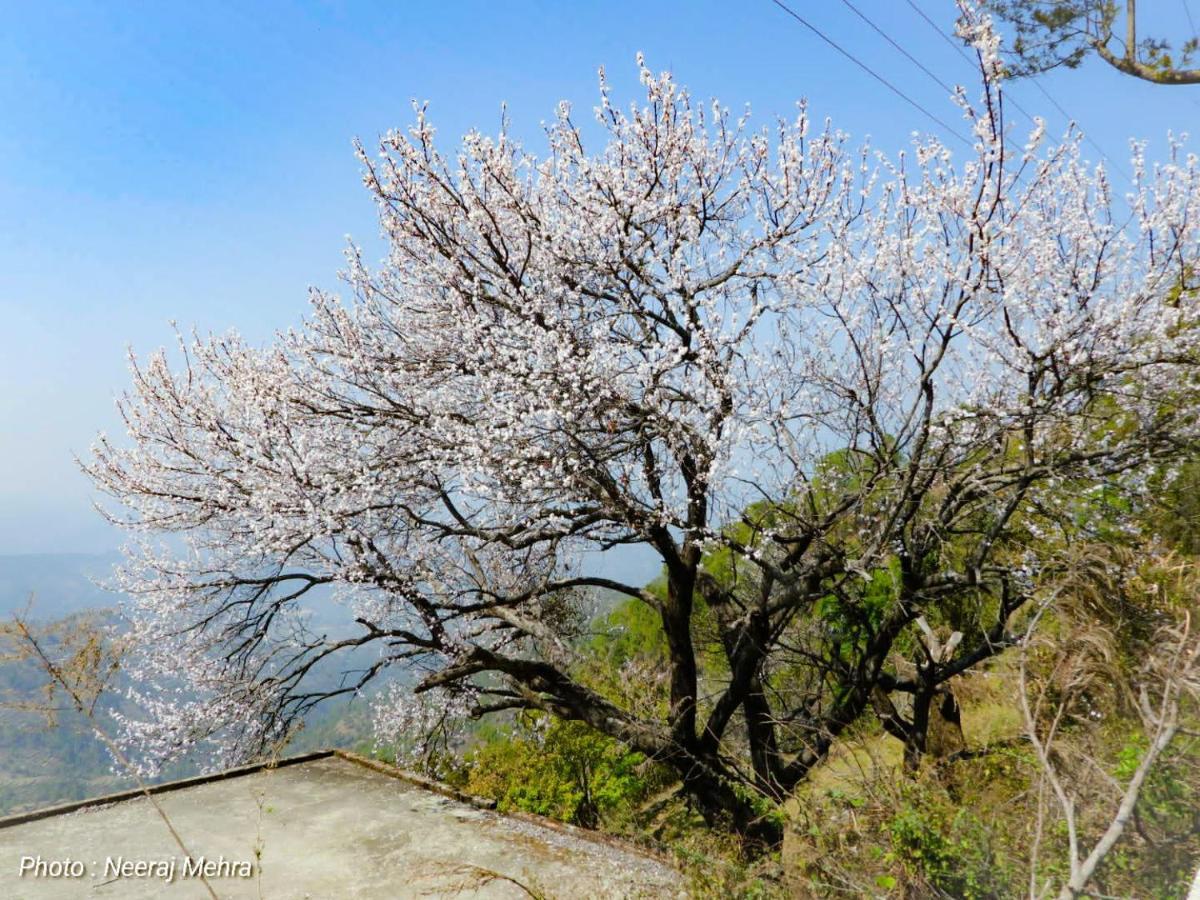 Entire 2 Bhk Nanda Devi Himalayan Homestay Ranikhet Ngoại thất bức ảnh
